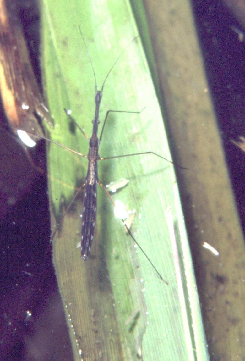 Hydrometridae:  Hydrometra stagnorum